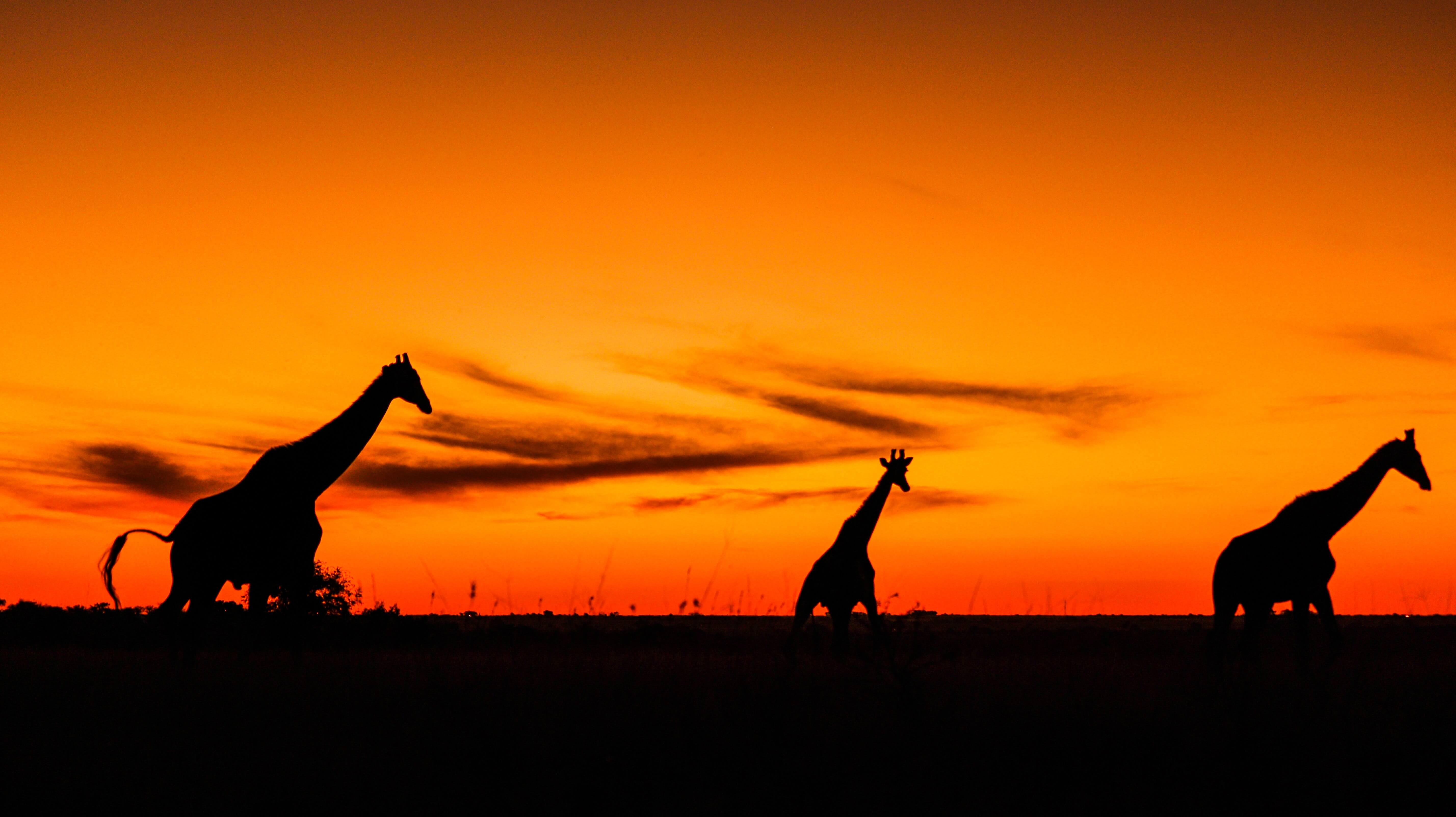 Giraffes walk against orange sunset