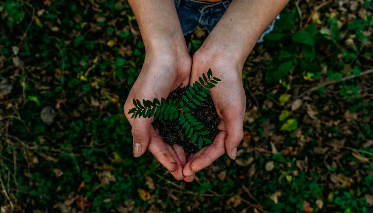 Hands holding plant over soil