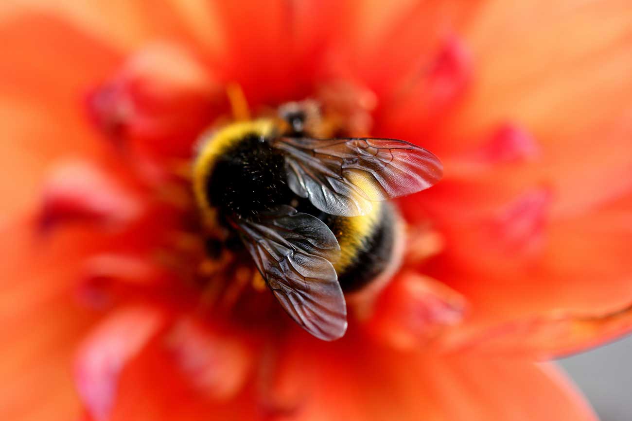 Bee in flower