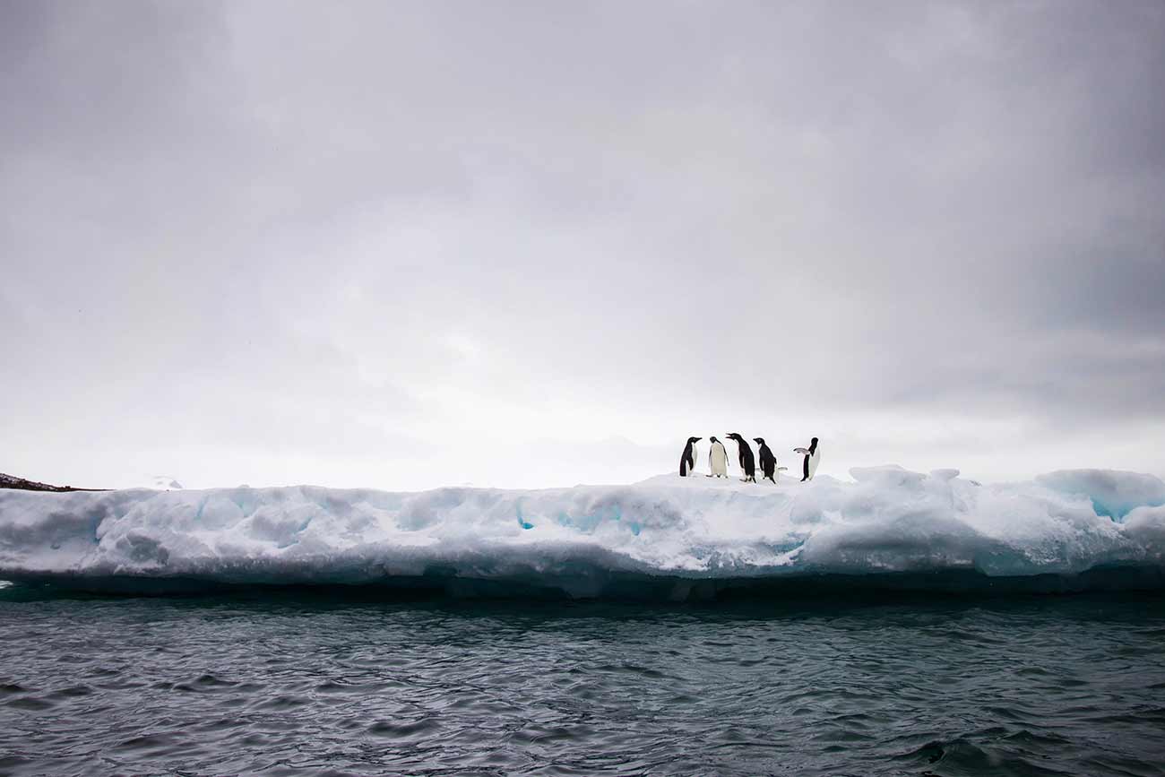 Penguins on ice