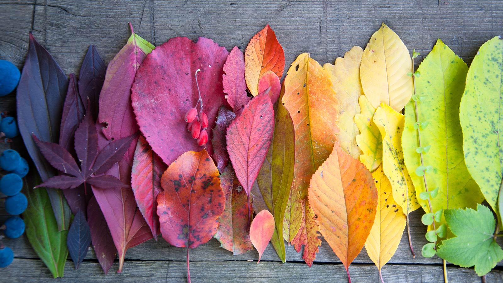 Leaves changing color, arranged in a rainbow